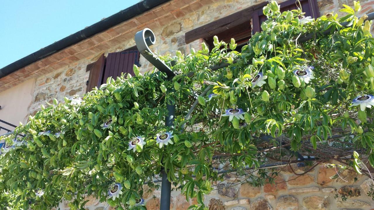 Agriturismo Podere San Lorenzo 1866 Massa Marittima Exteriör bild